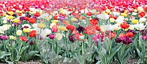 Blooming tulips field in Holland, springtime - beautiful floral green background