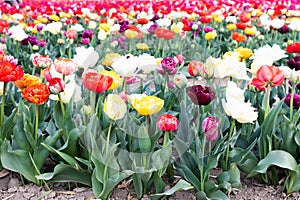 Blooming tulips field in Holland, springtime - beautiful floral green background