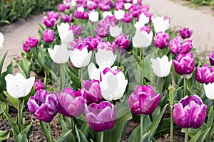 Blooming tulips field in Holland, springtime - beautiful floral green background