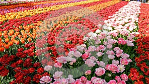 Blooming tulips flowerbed in flower garden Keukenhof, colourful background, Holland