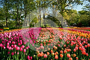 Blooming tulips flowerbed in Keukenhof flower garden, Netherland