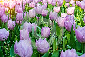 Blooming tulips flowerbeds in Keukenhof flower garden, Netherlands