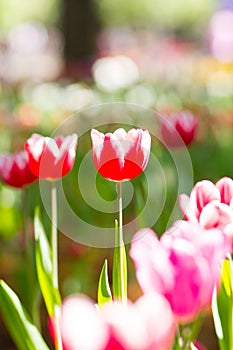 Blooming tulips flowers