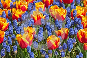 Blooming tulips and grape hyacinth flower background, gardening