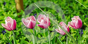 Blooming tulips grow in the garden. Spring gardening, outdoor concept background, floral style