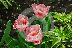 Blooming tulips grow in the garden. Spring gardening, outdoor concept background, floral style