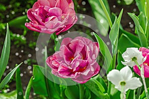 Blooming tulips grow in the garden. Spring gardening, outdoor concept background, floral style