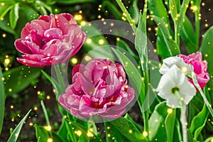 Blooming tulips grow in the garden. Spring gardening, outdoor concept background, floral style