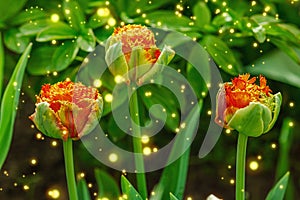 Blooming tulips grow in the garden. Spring gardening, outdoor concept background, floral style