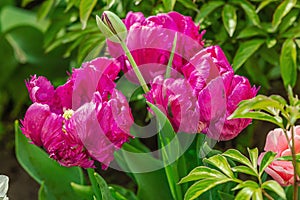 Blooming tulips grow in the garden. Spring gardening, outdoor concept background, floral style