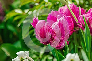 Blooming tulips grow in the garden. Spring gardening, outdoor concept background, floral style