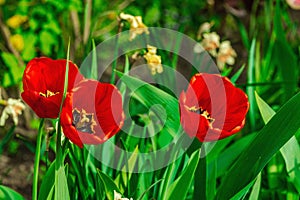 Blooming tulips grow in the garden. Spring gardening, outdoor concept background, floral style