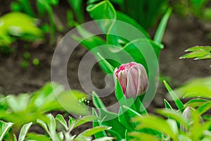 Blooming tulips grow in the garden. Spring gardening, outdoor concept background, floral style