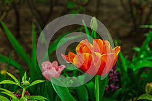 Blooming tulips grow in the garden. Spring gardening, outdoor concept background, floral style