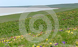 Blooming tulips and irises in the steppe near the salt lake Lopuhovatoe, Rostov region, Russia