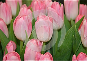 Blooming tulips. Pink tulips. Spring flowers. Pink flowers with green leaves.