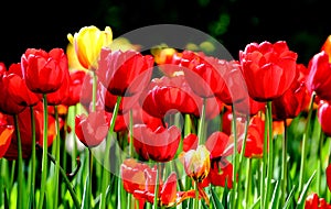 Blooming tulips of red and yellow color in the city park