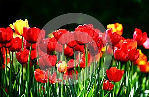 Blooming tulips of red and yellow color in the city park