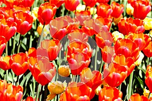 Blooming tulips of red and yellow color in the city park