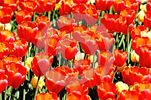 Blooming tulips of red and yellow color in the city park