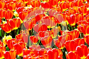 Blooming tulips of red and yellow color in the city park