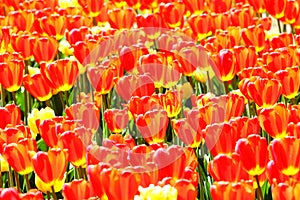 Blooming tulips of red and yellow color in the city park