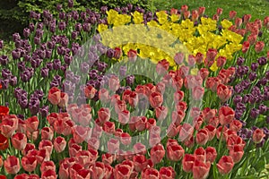 Blooming tulips spring colorful flowerbed background