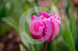 The blooming tulips in the spring garden