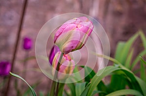 The blooming tulips in the spring garden