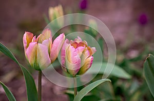 The blooming tulips in the spring garden