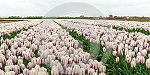 Blooming tulips with a white-purple flaming color pattern in the