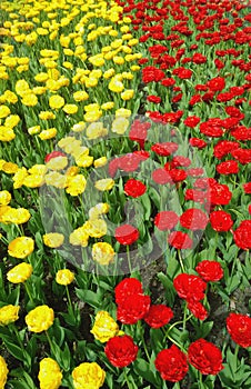 Blooming tulips of yellow and red in two vertical lines