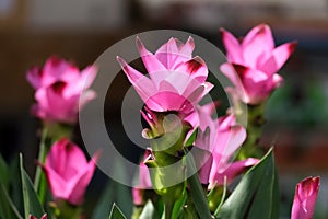 Blooming Turmeric or Siamese Tulip (Latin - Curcuma alismatifolia