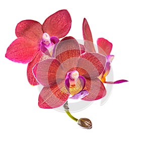 Blooming twig of beautiful red orchid, phalaenopsis is isolated