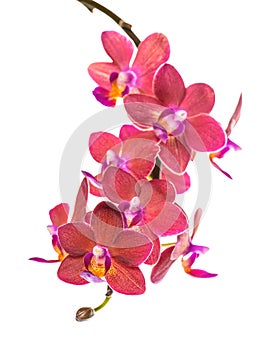 Blooming twig of beautiful red orchid, phalaenopsis is isolated