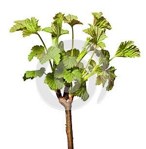 Blooming twig of blackcurrant