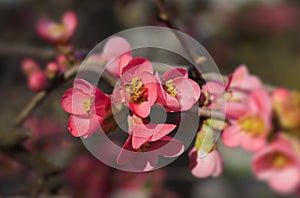 Blooming twig of Chaenomeles speciosa shrub or flowering quince