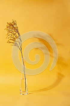 Blooming twig in glass vase against yellow background