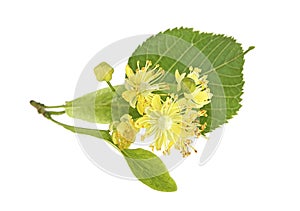 Blooming twig of limetree or linden tree, white background
