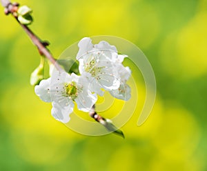 Blooming twig of plum tree