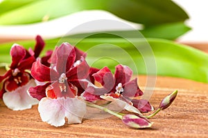 Blooming twig red and white orchid flower, cambria with green le