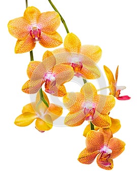 Blooming twig of unusual spotted orange orchid, phalaenopsis is