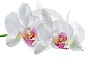 blooming twig of white with red orchid is isolated