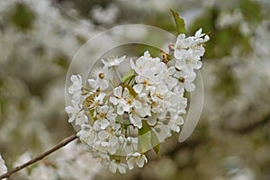 blooming twig with white wild cherry flowers