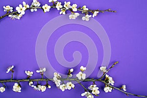 Blooming twigs  apricots spring purple beauty nbackground layout flat layn