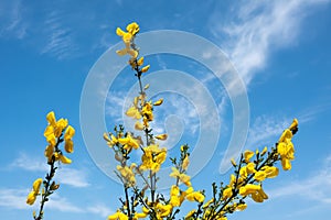 Blooming twigs of common broom, Cytisus scoparius, with yellow flowers against blue sky, Netherlands