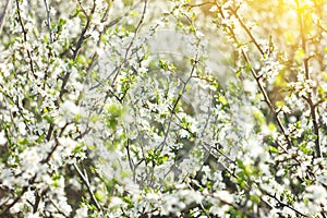Blooming twigs in spring, with