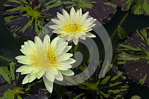 The blooming two white lotus and yellow pollens.