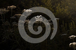 Blooming umbels surrounded by dark foliage. photo