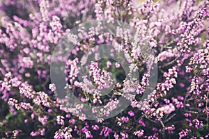 Blooming Upland Heather Flowers Meadow